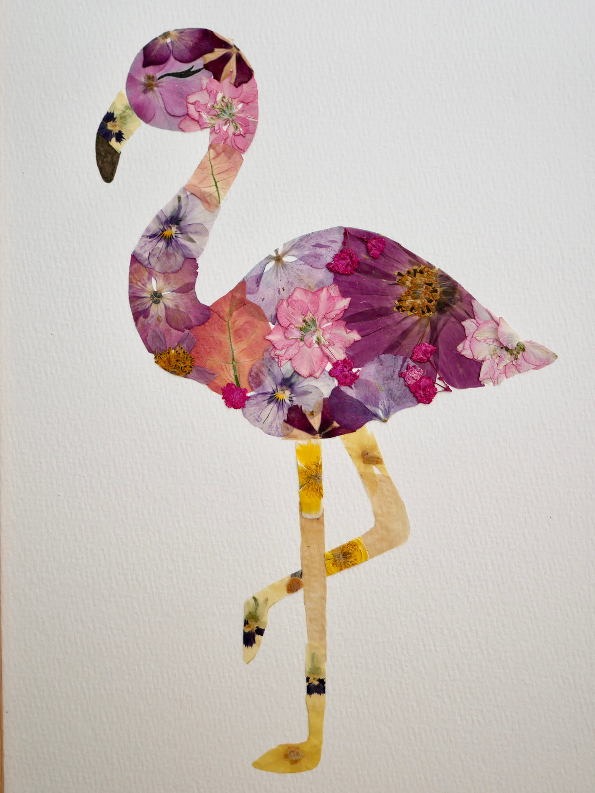 Herbier Flamant rose