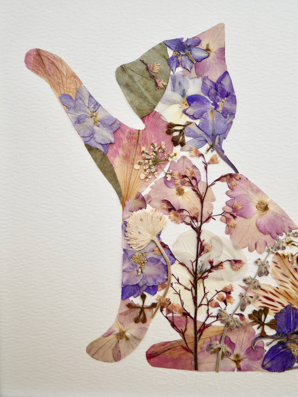 Herbier chat