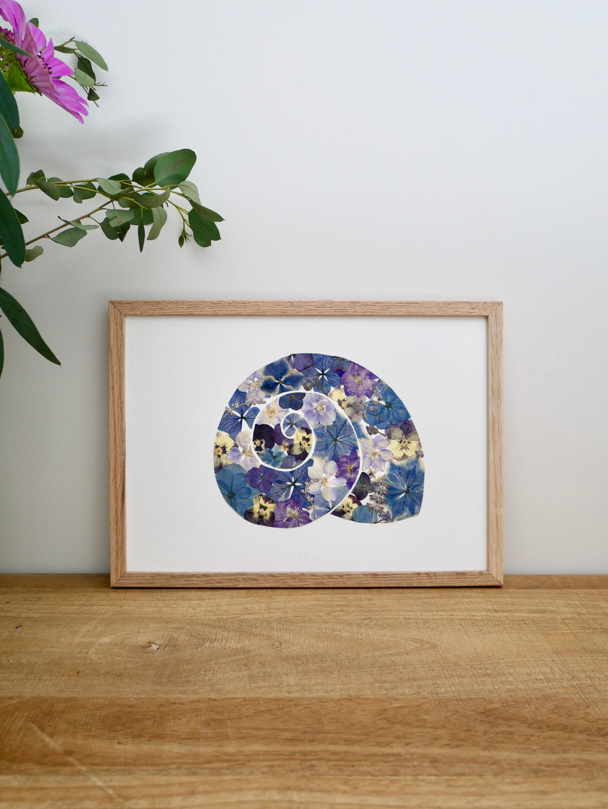 Herbier coquillage