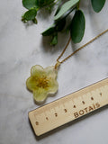Collier hellébore
