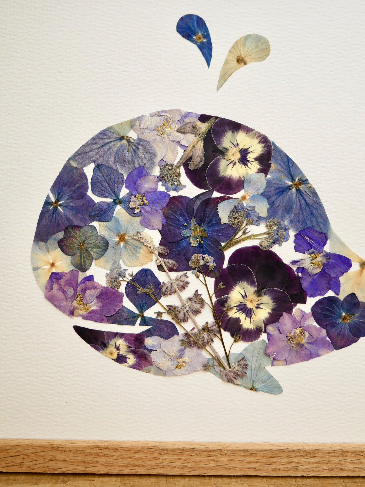 Herbier baleine