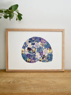 Herbier coquillage