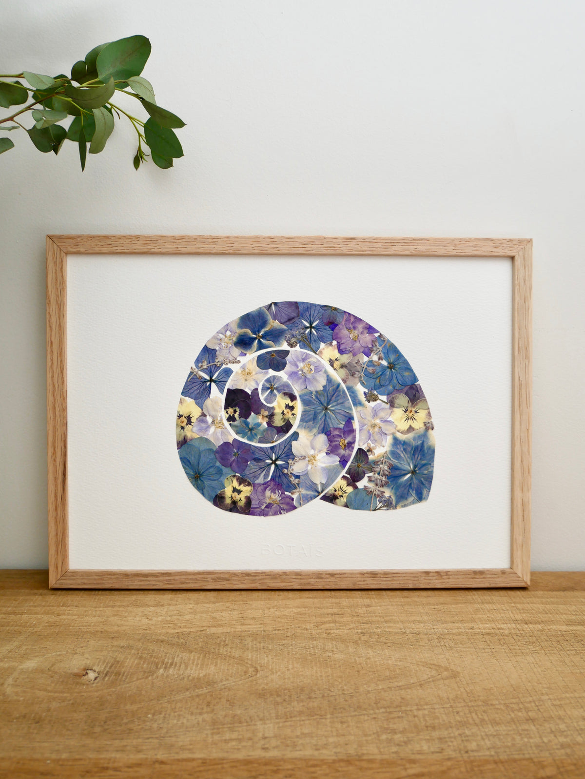 Herbier coquillage