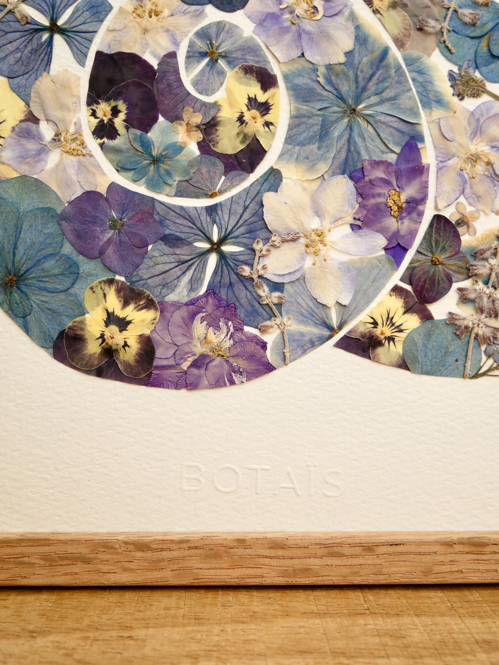 Herbier coquillage