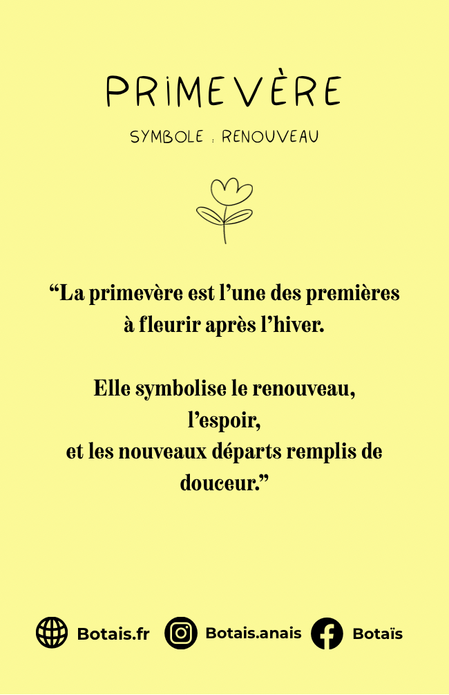 Pampilles renouveau