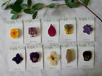 Broche eucalyptus