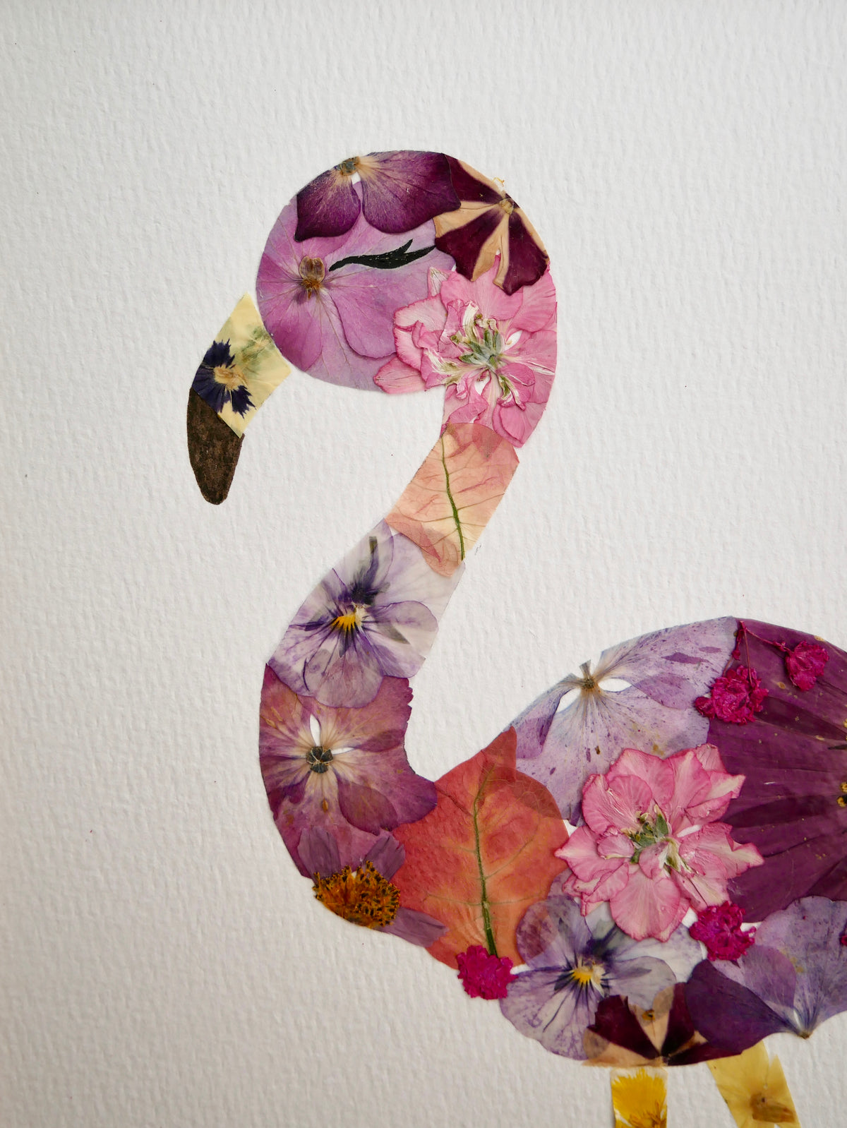 Herbier Flamant rose